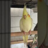 #cockatiel #birds #cockatielbird #cockatielsound #cockatielsinging #parrot #pets #ytshorts #shorts