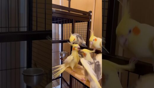 😁Frangos exaltados! #calopsita #cockatiel #bird #parrot #pet #viralshort