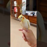 Adorable Cockatiel Tweety’s Cute Singing Moments 🥰🦜🎶 #cockatielscraze #birdsinging #cutepets