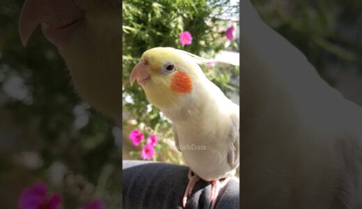 Check out Jerry the Cockatiel being super cute while singing! 🥰🎶🦜 #cockatielscraze
