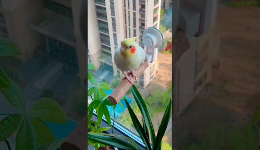 Adorable Cockatiel Jerry’s Cute Cookie Song Serenade #cockatielscraze #cockatiel