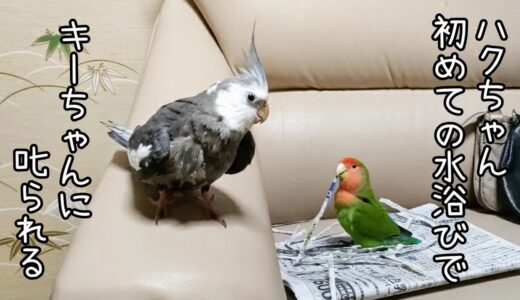 オカメインコハクちゃん､初めての水浴びに挑戦！