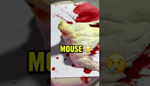 Cockatiel bird🦜VS Mouse🐁 #birds #birdslover #cockatiel #parrrot #parakeet
