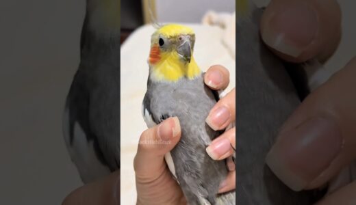 Check out Larry the Cockatiel being super cute and playful with his chirps!🥰🦜 #cockatiel #cutealert