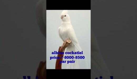 cockatiel price in india#shortsvideo #youtubeshorts #viralshorts