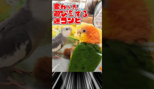 【迷コンビ真】シロハラインコ🙂虎太郎🤠オカメインコ🙂ナップ😎#シロハラインコ #オカメインコ #インコ #caique  #cockatiel #癒し #birds #www #鳥 #インコ芸