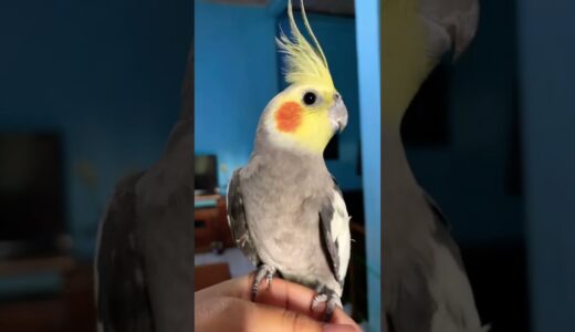 #parrot #birds #cute #cockatiel #cute #cockatiel #birdslover #cockatoo #calopsita #talkingbirds