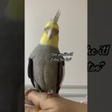 Cute Cockatiel Cute Expressions❤️ #cockatiel #birds #cutebirds #calopsita #parrot #cockatiels #bird