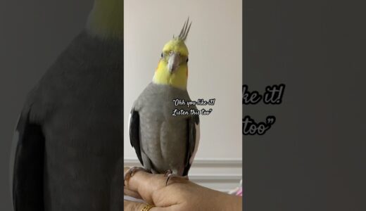 Cute Cockatiel Cute Expressions❤️ #cockatiel #birds #cutebirds #calopsita #parrot #cockatiels #bird