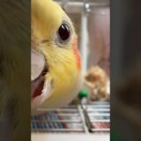 Jerry the Explorer 🥰🦜 #cockatielscraze #cockatiel #cutepets