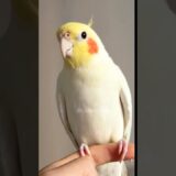 Check out Jerry the cockatiel singing his cute morning tunes! 🌅🎶🦜 #cockatiel #cockatielscraze
