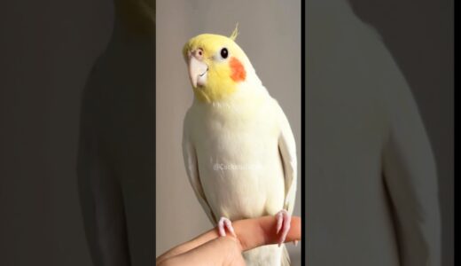 Check out Jerry the cockatiel singing his cute morning tunes! 🌅🎶🦜 #cockatiel #cockatielscraze