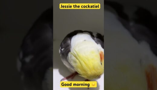 Jessie the cockatiel 🐥📸 #birds #cockatiel #shortsfeed #cute #shorts  #shortvideo #shortvideo