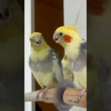🐥Psita reclamando! #calopsita #cockatiel #birds #parrot #passarinho  #lovebirds