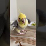 🐥Piados e reverências para a comidinha! #calopsita #cockatiel #birds #parrot #lovebirds #bird