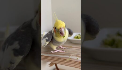🐥Piados e reverências para a comidinha! #calopsita #cockatiel #birds #parrot #lovebirds #bird