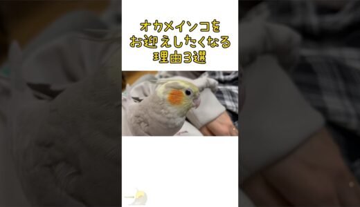 オカメインコのお迎えを検討している方へ　メリット紹介編 #オカメインコ #cockatiel #インコ #ペット #癒し #shorts