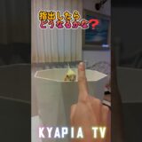 オカメインコ エマちゃんのお気に入りの場所　#shortsvideo #オカメインコ
