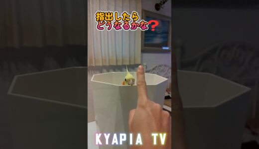 オカメインコ エマちゃんのお気に入りの場所　#shortsvideo #オカメインコ