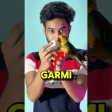 Garmi mey Birds ke eggs khrab ho geye 😬🦜 #birds #breeding #minivlog #cockatiel