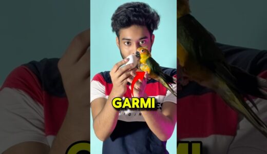 Garmi mey Birds ke eggs khrab ho geye 😬🦜 #birds #breeding #minivlog #cockatiel