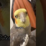 Cute Cockatiel Cutest HELLO❤️ #cockatiel #birds #cockatiels #bird #calopsita #cutebirds #parrot