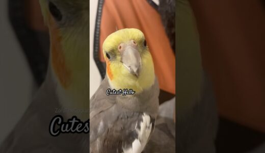Cute Cockatiel Cutest HELLO❤️ #cockatiel #birds #cockatiels #bird #calopsita #cutebirds #parrot