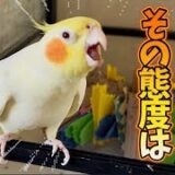 飼い主への態度が悪すぎるオカメインコ
