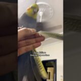 Zoro The Cockatiel Airlines❤️🦜#cockatiel #birds #cockatiels #calopsita #cutebirds #parrot #bird