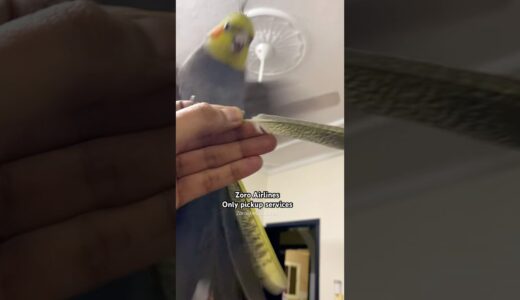 Zoro The Cockatiel Airlines❤️🦜#cockatiel #birds #cockatiels #calopsita #cutebirds #parrot #bird