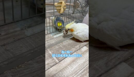 カゴ越しで遊ぶセキセイインコとオカメインコ #shorts #budgies #cockatiel