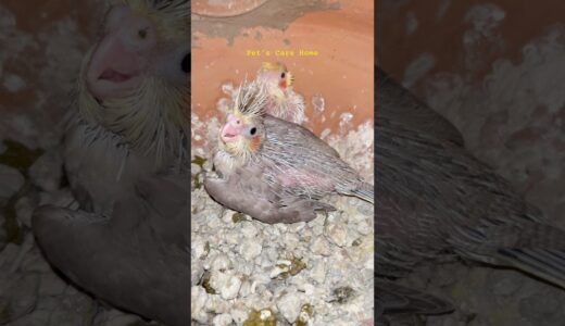 Cockatiel colony breeding progress #shorts #youtubeshorts #birds #cockatiel #lovebirds #parrot #pets