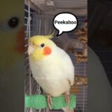 Adorable Cockatiel Jerry’s Cute Peekaboo Playing Moments 🥰🦜 #cockatielscraze #cockatiel