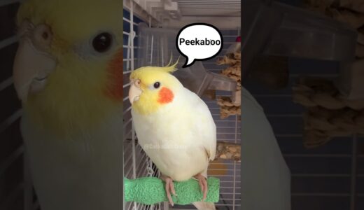Adorable Cockatiel Jerry’s Cute Peekaboo Playing Moments 🥰🦜 #cockatielscraze #cockatiel
