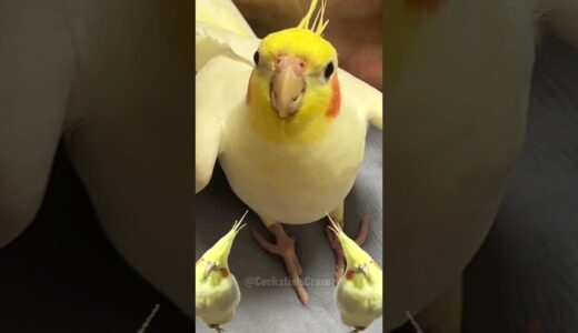 Adorable Cockatiel Singing Cookie song 🎵 #cockatielscraze