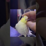 地鳴きをするオカメインコを愛でてみた。【たまちゃんねる】