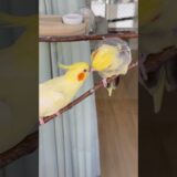 🤣Pobre psita carente! #cockatiel #birds #calopsita #lovebirds #parrot