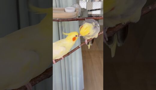 🤣Pobre psita carente! #cockatiel #birds #calopsita #lovebirds #parrot