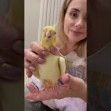 💖Olha que psita boazinha tomando o probiotico! #cockatiel #birds #pets #parrot #calopsita