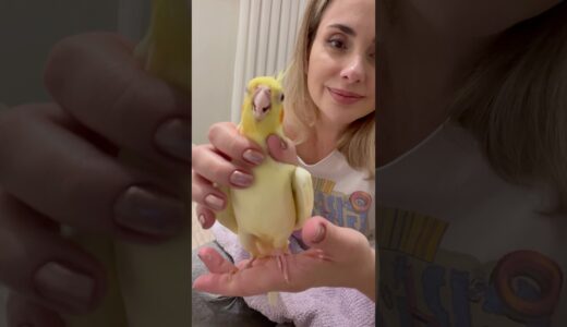 💖Olha que psita boazinha tomando o probiotico! #cockatiel #birds #pets #parrot #calopsita