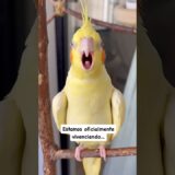 🫠Agora é oficial!!! #calopsita #cockatiel #parrot #bird #monday #segundafeira #lovebirds