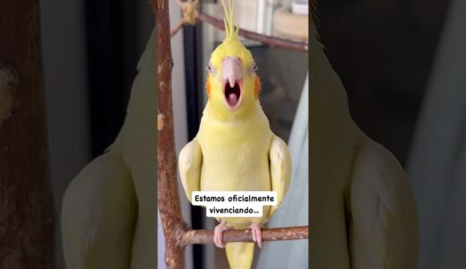🫠Agora é oficial!!! #calopsita #cockatiel #parrot #bird #monday #segundafeira #lovebirds