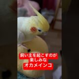 【起こすのが楽しみ】毎朝２階にいる飼い主を起こしに行くのが楽しみなオカメインコ #shorts #オカメインコ #cockatiel #birds #癒し #かわいい