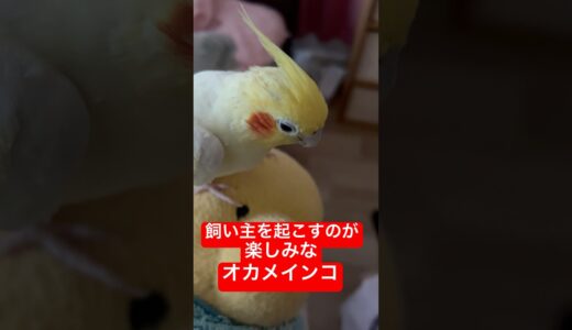【起こすのが楽しみ】毎朝２階にいる飼い主を起こしに行くのが楽しみなオカメインコ #shorts #オカメインコ #cockatiel #birds #癒し #かわいい