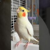 Adorable Cockatiel Jerry’s Cute Singing Moments 🥰🎶🦜 #cockatielscraze #birdsinging #cutepets