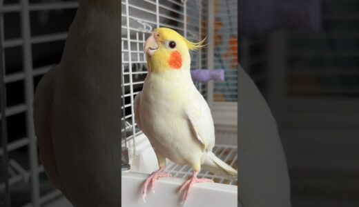 Adorable Cockatiel Jerry’s Cute Singing Moments 🥰🎶🦜 #cockatielscraze #birdsinging #cutepets
