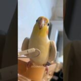 Adorable Cockatiel Sings the Cookie Song with Melodic Charm! 🎵🦜 #CockatielsCraze