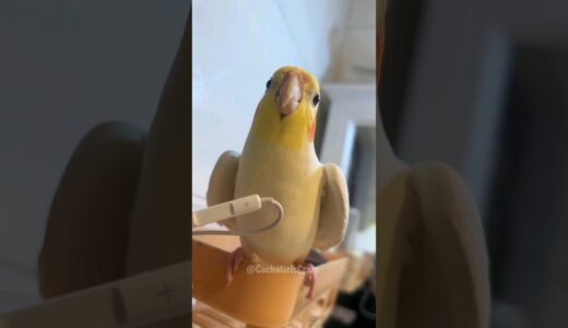 Adorable Cockatiel Sings the Cookie Song with Melodic Charm! 🎵🦜 #CockatielsCraze