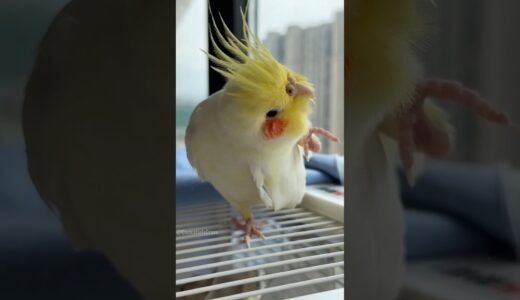 Adorable Cockatiel Jerry’s Cute and Yummy Morning Moments 🥰🦜 #cockatielscraze #cockatiel