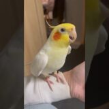 Adorable Cockatiel Jerry’s Super cute Cookie Cookie tu tu tu tu 🥰🎶🦜 #cockatiel #cockatielscraze